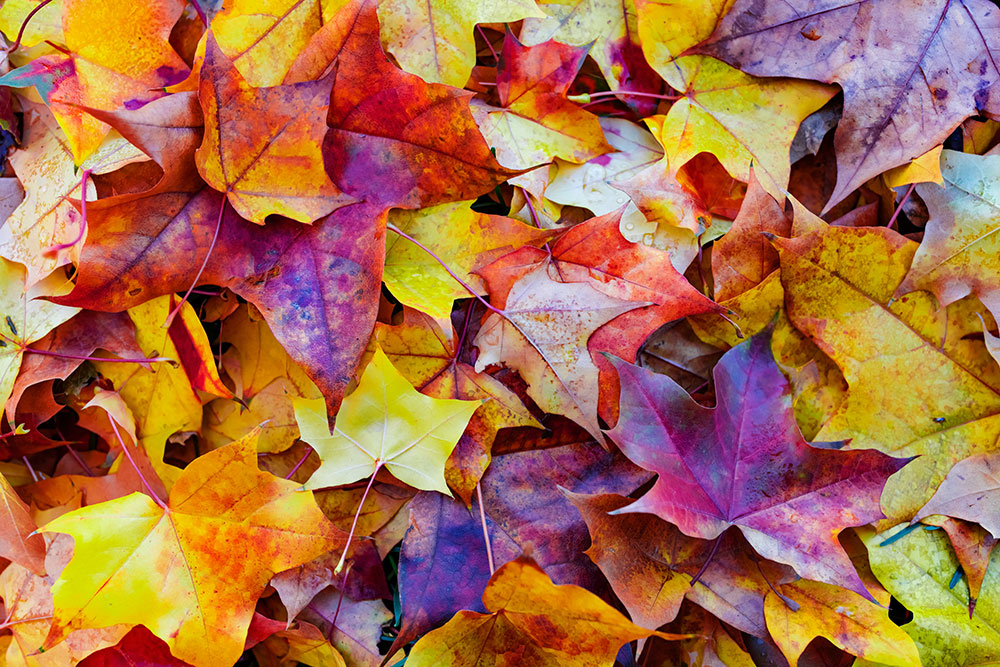 Activity Session – Leaf Printing – Eastwoodhill Arboretum